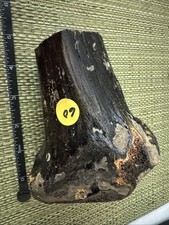 Fossilized mammoth bone for sale  Summersville
