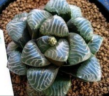 Usado, Haworthia bayeri # 2, planta madura muito bem enraizada suculenta comprar usado  Enviando para Brazil