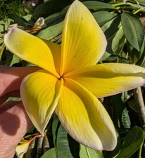 Plumeria frangipani cuttings for sale  Punta Gorda