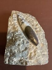 orthoceras fossils for sale  PETERSFIELD