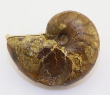 Nautilus nautilus pompilius gebraucht kaufen  Weeze