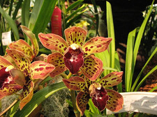 Cymbidium piñata orchid for sale  SANDBACH