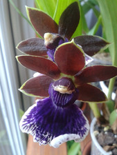 Zygopetalum new era for sale  CHELMSFORD