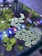 Wasserlinsen billig aquariumpf gebraucht kaufen  Karlsruhe