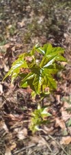 sweet gum tree for sale sweet gum tree for sale Samson