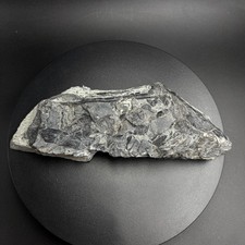 Rhinopteraspis dunensis fossil usato  Italia
