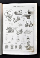 Stampa antica nomenclatura usato  Monterosso Almo