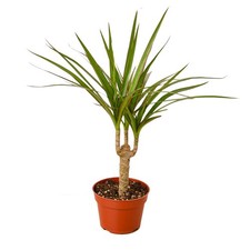 dracaena marginata cane for sale dracaena marginata cane for sale Old Town