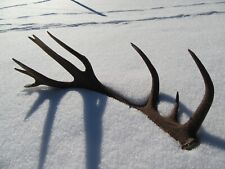 Abwurfstange hirschgeweih hirs gebraucht kaufen  Pfronten