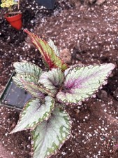 House plant rex for sale  Crosby
