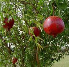 Pomegranate wonderful punica for sale  Yucaipa
