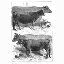 Prize cows dairy for sale  GLASGOW