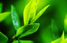 Tea tree seeds for sale  Russell