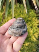 Large rare pleurtomaria for sale  REDCAR