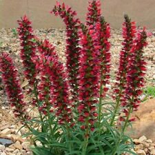 Echium russicum seeds for sale  STOCKPORT