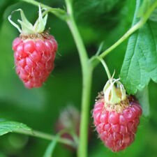 Herbsthimbeere autumn treasure gebraucht kaufen  Witzenhausen