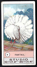 Smith fowls pigeons for sale  TAMWORTH