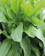 100 large leaf for sale  Kingwood