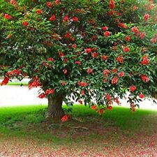 Erythrina crista galli usato  Napoli