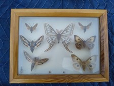 Schmetterlinge sammlung schauk gebraucht kaufen  Kirchzarten