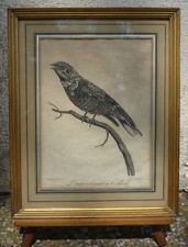 Gravure ancienne oiseau d'occasion  Éguilles