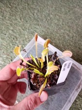 Pianta carnivora muscipula usato  Grumo Appula