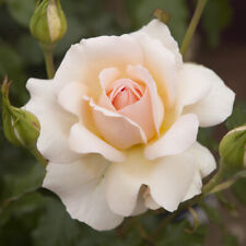 Rose chandos beauty for sale  PETERBOROUGH
