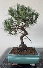 Bonsai pino aleppo usato  Trescore Balneario
