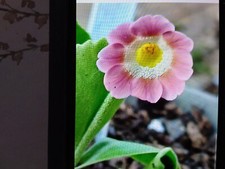 Primula aricula red for sale  LIVERSEDGE