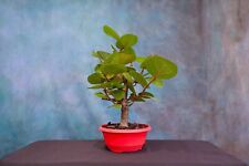 Seagrape pre bonsai for sale  North Fort Myers