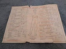 Vintage endocrine glands for sale  Chicago