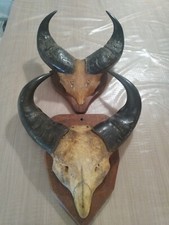 Taxidermie massacre buffle d'occasion  Mus