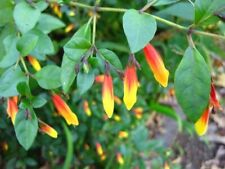 Justica jacabinia .fire for sale  UCKFIELD