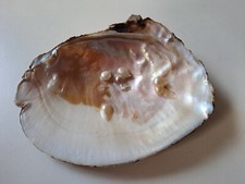 Muschelschale perlmutt einschl gebraucht kaufen  Röthenbach a.d.Pegnitz