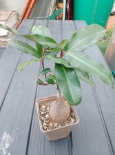 Petopentia natalensis caudex gebraucht kaufen  Radeburg