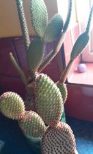 Opuntia microdasys cacti for sale  SHIPLEY