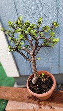 Portulacaria afra tall for sale  Los Angeles