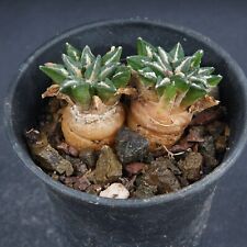 Plants ariocarpus kotschoubeya for sale  Shipping to Ireland