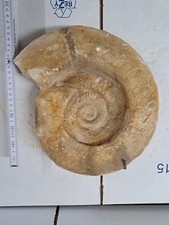 Ammonit groß fossilien gebraucht kaufen  Berg b.Neumarkt i.d.OPf.