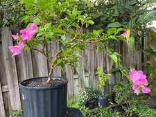 Bonsai style pre for sale  Bonita Springs