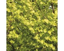Goldulme floraself ulmus gebraucht kaufen  Deutschland