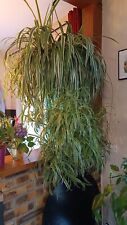 Boutures plante araignée d'occasion  Le Mans