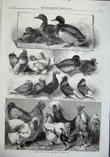 Old antique print for sale  UK