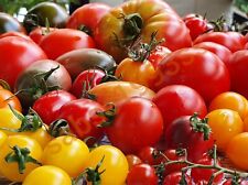 Tomaten samen mischung gebraucht kaufen  Pirna, Dohma, Struppen