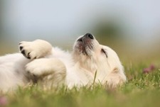 Cute labrador puppy for sale  SELBY
