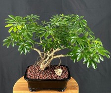 Hawaiian umbrella bonsai for sale  Patchogue