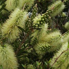 Callistemon honey pot for sale  UCKFIELD