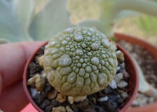 Pseudolithos migiurtinus pseud d'occasion  Servian