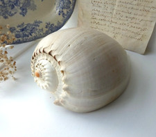 Antique melon shell for sale  LISKEARD