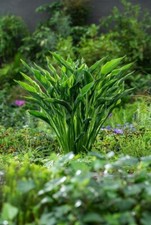 Hosta praying hands for sale  PULBOROUGH